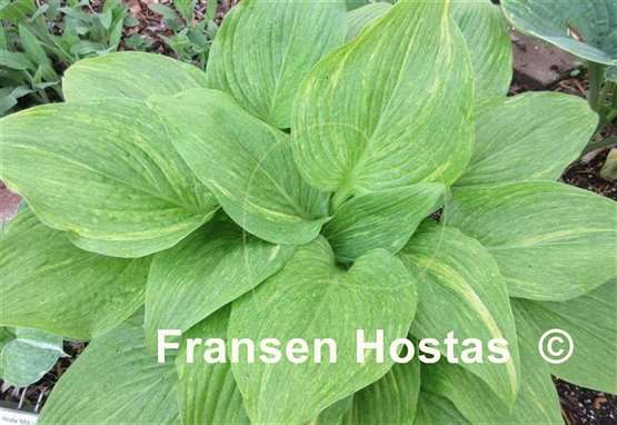 Hosta Mr. Mister